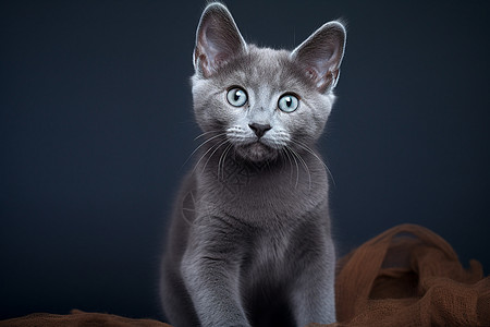 可爱的蓝猫图片