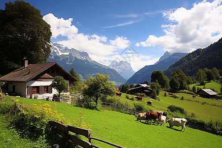 夏季草原夏季乡村农场的美丽景观背景