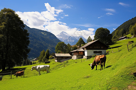 夏季草原乡村高原农场中的牛群背景