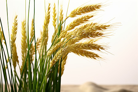 种植的麦子图片