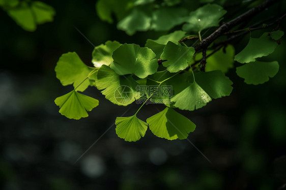 枝头的绿叶图片