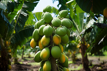 热带果园的水果图片