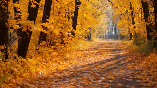 秋天的林间小路图片