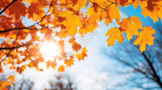 秋天的树枝枯黄的树叶高清图片