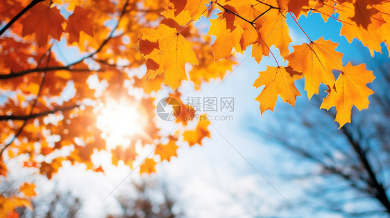 秋天的树枝图片