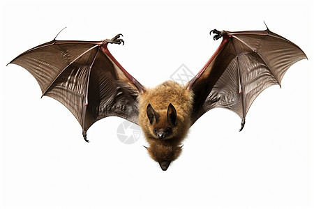 倒吊的棕色蝙蝠图片