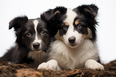 两只可爱的牧羊犬图片