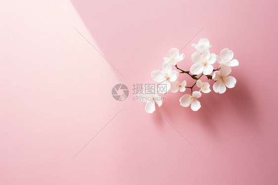 墙上的白色花卉图片
