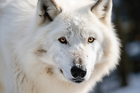 冬天雪地上的白狼图片