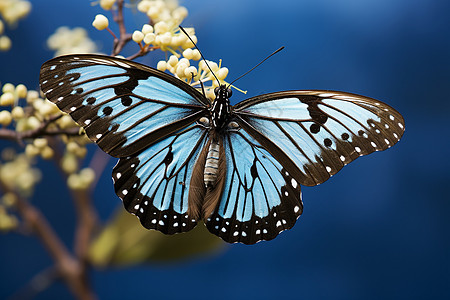 蝴蝶与花朵的自然背景图片