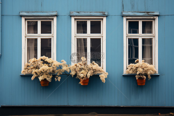蓝色建筑窗口盛开花朵图片