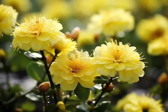 春日花园中的一簇黄花图片