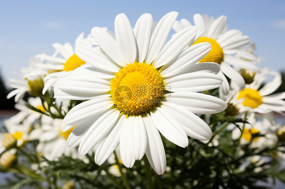 自然的鲜花图片