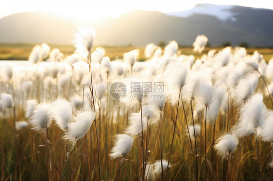 夏日棉草丛中的美景图片