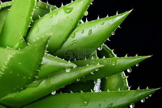 多肉植物的清新之美图片