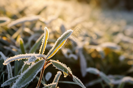 冰霜中的植物图片