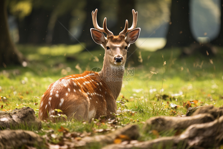 坐在草地上的鹿图片