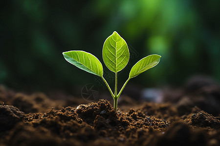 植物蓬勃生长图片