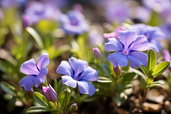 紫色花朵的群落图片