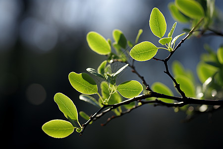 绿叶映映的植物背景图片