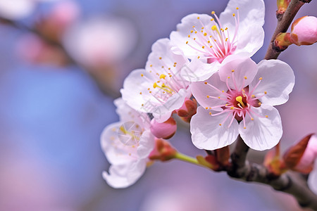 户外枝头上的樱花图片
