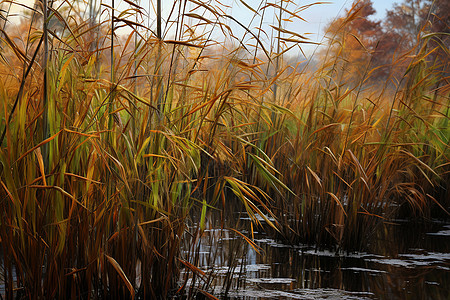 乡村湿地芦苇的美丽景观图片
