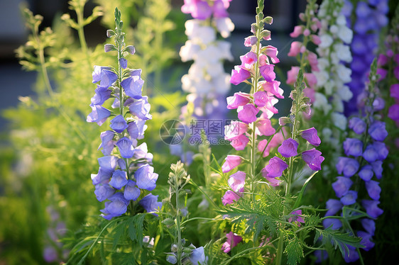 淡紫花园的美丽景观图片