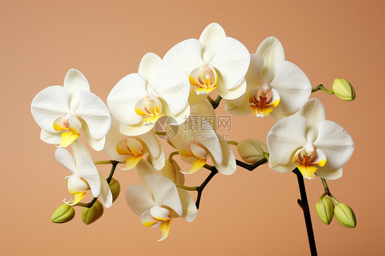 美丽的蝴蝶兰花朵图片