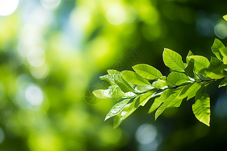 夏季森林公园的美丽景观图片