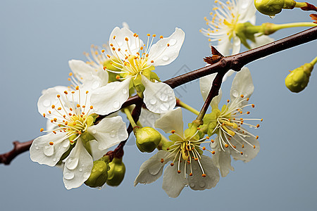 绽放于春天的白花树枝图片