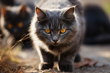 活泼好动的宠物猫咪图片