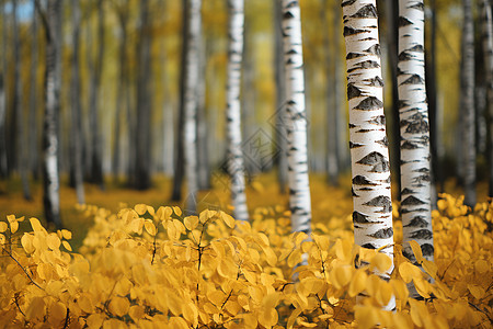 秋天桦树林的美丽景观图片