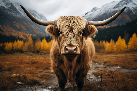 牧场中的长角牛与秋日山水图片