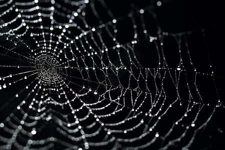 雨后的蜘蛛网细节高清图片