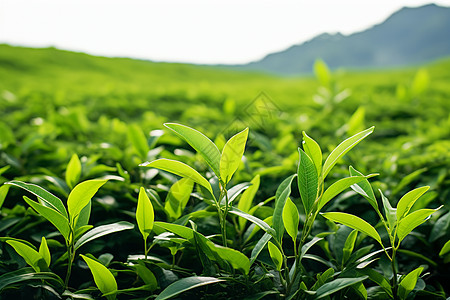 绿色茶叶乡村茶园背景