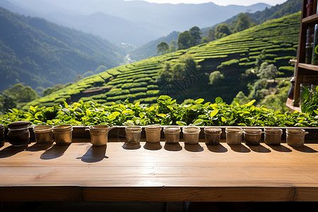 夏季山间的茶园图片