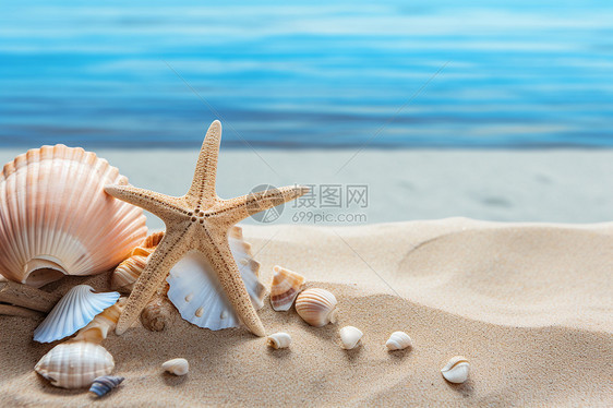 沙滩上多样的贝壳图片