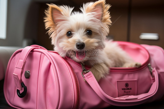 粉色旅行袋中的宠物狗狗图片
