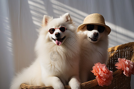 两只戴着墨镜的狗狗背景图片