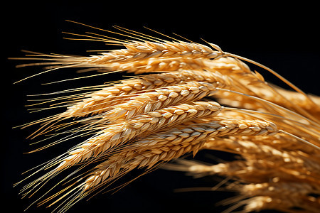 丰收的小麦粮食图片