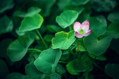 植物中绽放的花朵图片