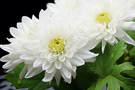 绽放的白色花卉图片