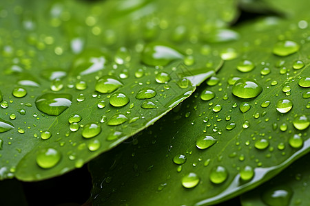 水滴水纹绿叶上的水滴背景