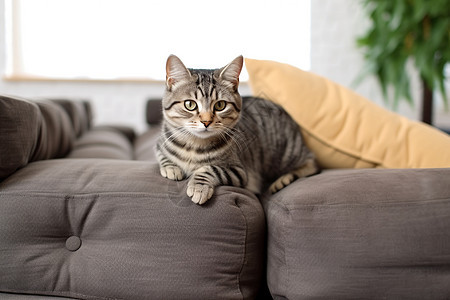 小猫在沙发上图片