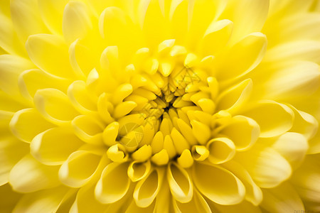 黄色菊花特写背景图片