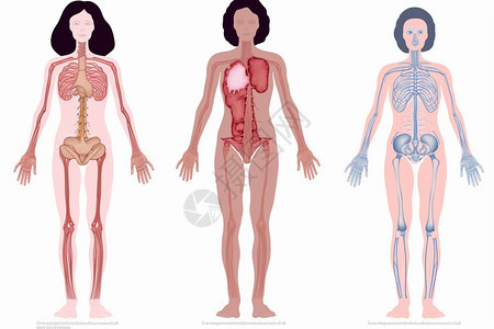 白色背景中的人体模型系统图片