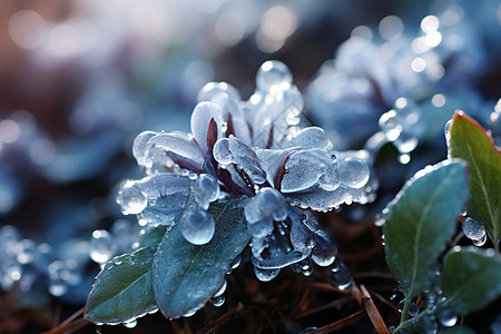 雪花般的晨露。图片