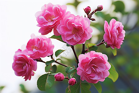 户外盛开的粉色玫瑰花图片