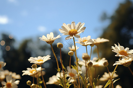 野外盛开的雏菊花丛图片