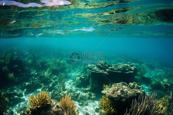 海面下的野生珊瑚景观图片